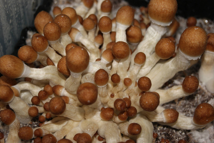 Psilocybe Cubensis -  PENIS ENVY 6 - Mycotek Inject & Forget Growkit Mycotek Inject & Forget - 2