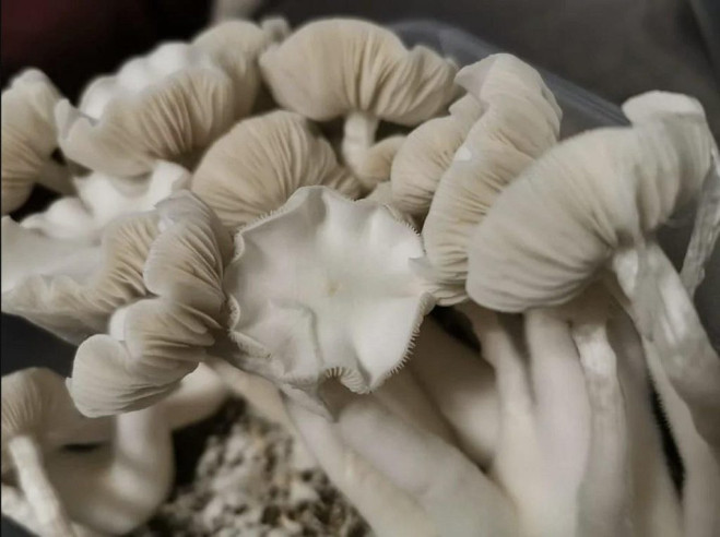 Psilocybe Cubensis - TRUE ALBINO TEACHER [TAT] - Mycotek Inject & Forget Growkit Mycotek Inject & Forget - 2