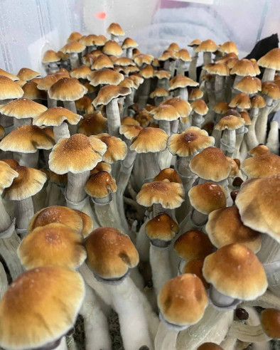 Psilocybe Cubensis - TIDAL WAVE - Mycotek Inject & Forget Growkit Mycotek Inject & Forget - 2