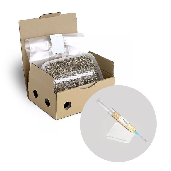 Psilocybe Cubensis - TRANSKEY - Mycotek Inject & Forget Growkit Mycotek Inject & Forget - 3