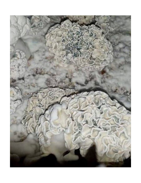 Psilocybe Cubensis - ENIGMA - TRANSKEY - Mycotek Inject & Forget Growkit Mycotek Inject & Forget - 2 Psilocybe Cubensis - ENIGMA - TRANSKEY - Mycotek Inject & Forget Growkit Mycotek Inject & Forget - 2