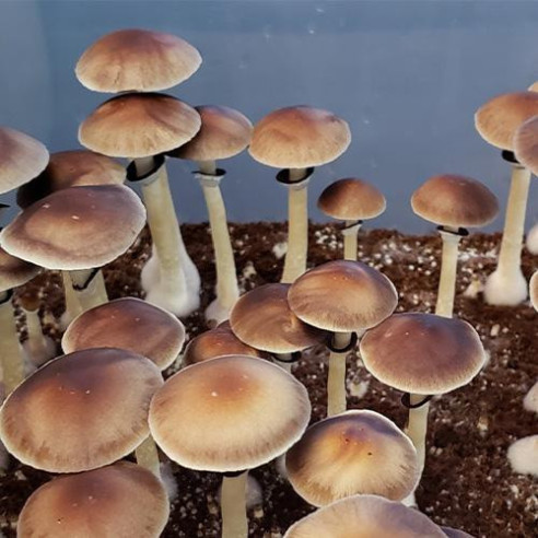 Psilocybe Cubensis - COLOMBIAN - Mycotek Liquid Culture