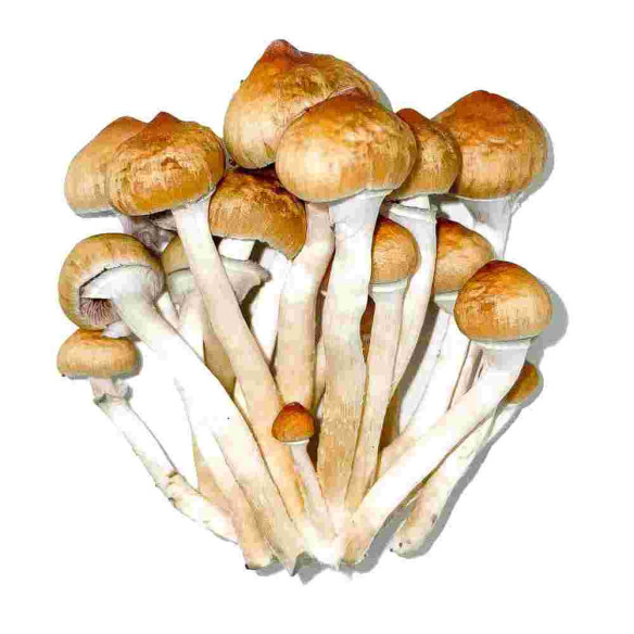 Psilocybe Cubensis - MAZATAPEC - Mycotek  Liquid Culture Mycotek - 2 Psilocybe Cubensis - MAZATAPEC - Mycotek  Liquid Culture Mycotek - 2
