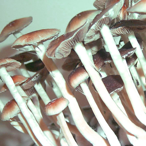 Psilocybe Cubensis - CAMBODIAN - Mycotek Liquid Culture Psilocybe Cubensis - CAMBODIAN - Mycotek Liquid Culture