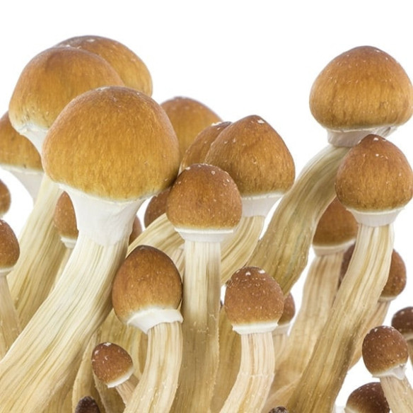 Psilocybe Cubensis - ECUADORIAN - Mycotek  Liquid Culture Mycotek - 2 Psilocybe Cubensis - ECUADORIAN - Mycotek  Liquid Culture Mycotek - 2