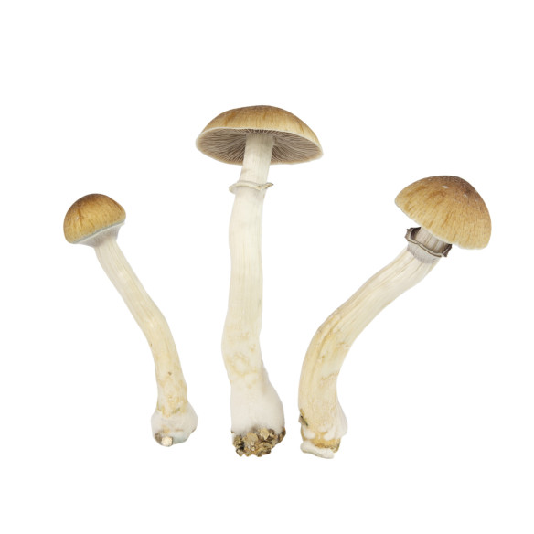 Psilocybe Cubensis - THAI - Mycotek Liquid Culture Psilocybe Cubensis - THAI - Mycotek Liquid Culture