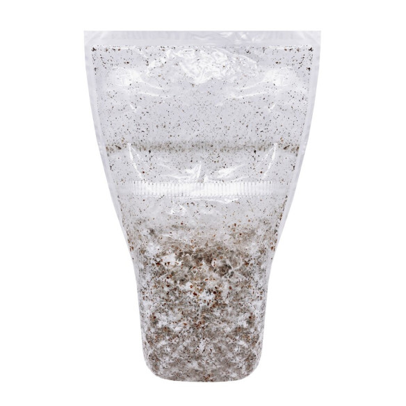 Psilocybe Azurescens - Spawn - Growkit (500 ml)  - 2 Psilocybe Azurescens - Spawn - Growkit (500 ml)  - 2