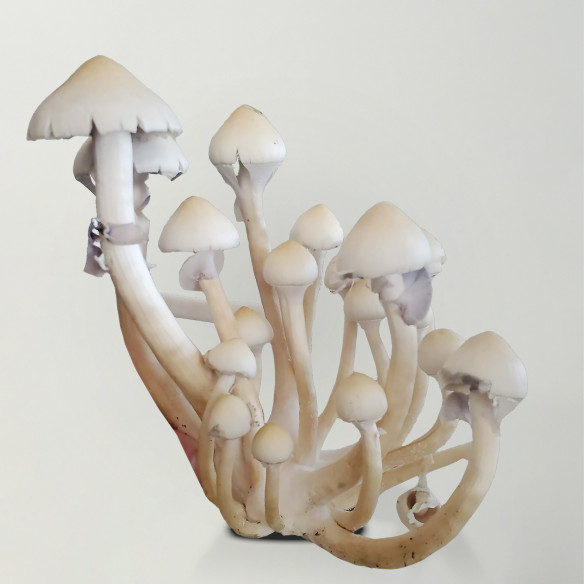 Psilocybe Cubensis - ALBINO TREASURE COAST - Mycotek Inject & Forget Growkit Mycotek Inject & Forget - 2