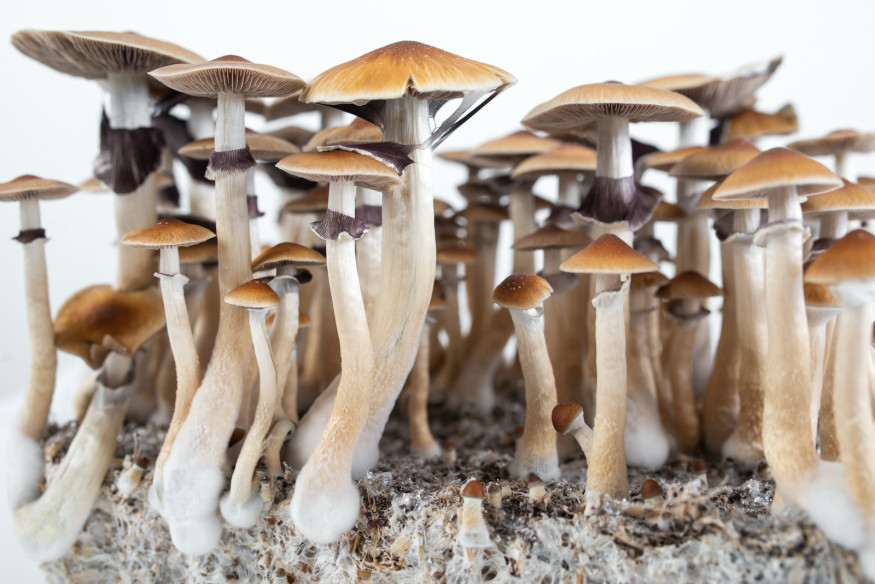 Psilocybe Cubensis - BLUE PULASKI - Mycotek Inject & Forget Growkit Mycotek Inject & Forget - 2 Psilocybe Cubensis - BLUE PULASKI - Mycotek Inject & Forget Growkit Mycotek Inject & Forget - 2