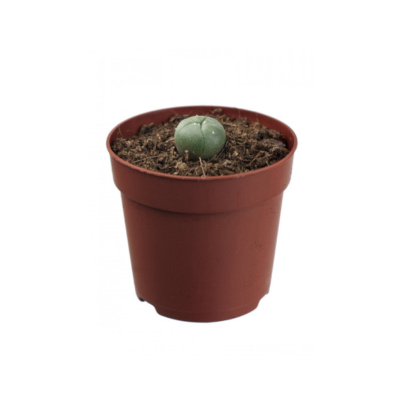 Peyote Lophophora williamsii 1-2 cm  - 1 Peyote Lophophora williamsii 1-2 cm  - 1