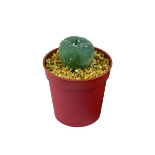 Peyote Lophophora williamsii 2-3 cm  - 1