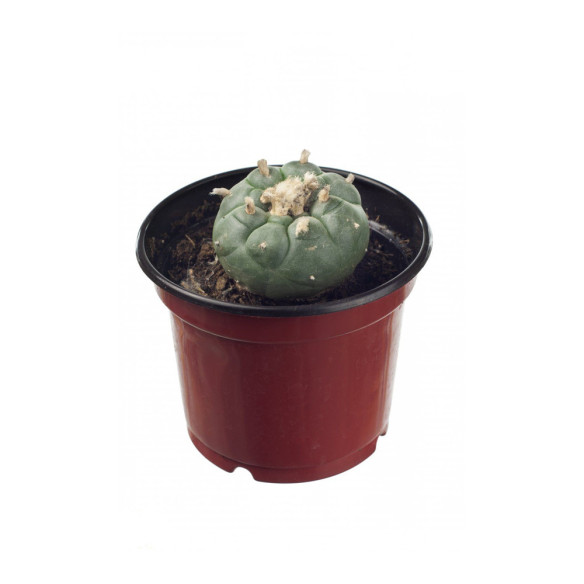 Peyote Lophophora williamsii 3-4 cm  - 1 Peyote Lophophora williamsii 3-4 cm  - 1