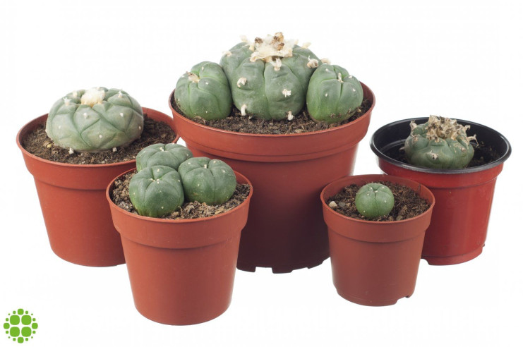 Peyote Lophophora williamsii 4-5 cm  - 2