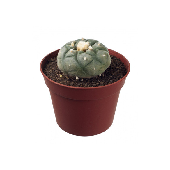 Peyote Lophophora williamsii 4-5 cm  - 1 Peyote Lophophora williamsii 4-5 cm  - 1