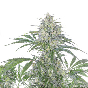 Just Seeds - Bruce Banner [AUTO] JustSeeds - 1