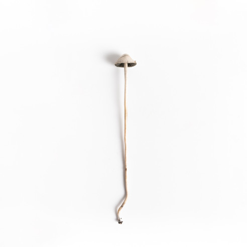 Panaeolus Cyanescens  - TTBVI - Mycotek Inject & Forget Growkit Mycotek Inject & Forget - 2