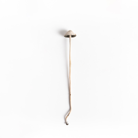 Panaeolus Cyanescens  - TTBVI - Mycotek Inject & Forget Growkit Mycotek Inject & Forget - 2 Panaeolus Cyanescens  - TTBVI - Mycotek Inject & Forget Growkit Mycotek Inject & Forget - 2