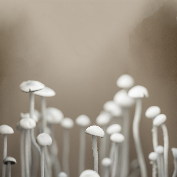 Panaeolus Cyanescens  - TTBVI - Mycotek Inject & Forget Growkit Mycotek Inject & Forget - 3 Panaeolus Cyanescens  - TTBVI - Mycotek Inject & Forget Growkit Mycotek Inject & Forget - 3