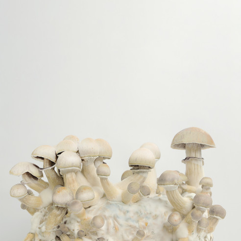 Psilocybe Cubensis - WHITE TEACHER- Leucistic Golden Teacher - Mycotek Inject & Forget Growkit Mycotek Inject & Forget - 2