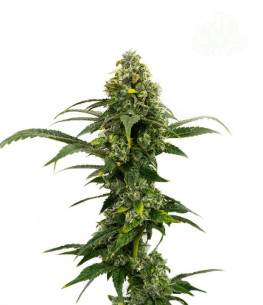 Just Seeds - Amnesia Haze [AUTO] JustSeeds - 1