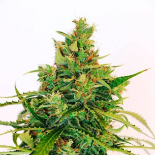 Just Seeds - Amnesia Lemon [FEM] JustSeeds - 1