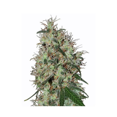 Just Seeds - 60 day grapefruit [AUTO]  Number of seeds:-3