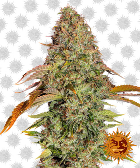 ZKITTLEZ OG AUTO - Barney's Farm ZKITTLEZ OG AUTO - Barney's Farm