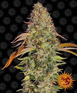 ZKITTLEZ OG AUTO - Barney's Farm