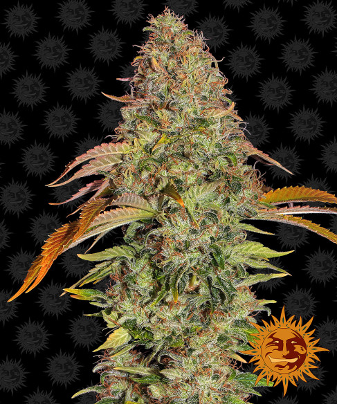 ZKITTLEZ OG AUTO - Barney's Farm ZKITTLEZ OG AUTO - Barney's Farm