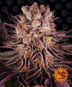 MIMOSA X ORANGE PUNCH - Barney's Farm