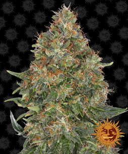 Pineapple Express Auto - Barney's Farm