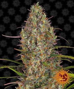 Glue Gelato Auto - Barney's Farm