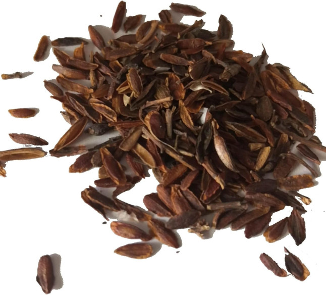 Opium Poppy (Papaver somniferum) seeds Opium Poppy (Papaver somniferum) seeds