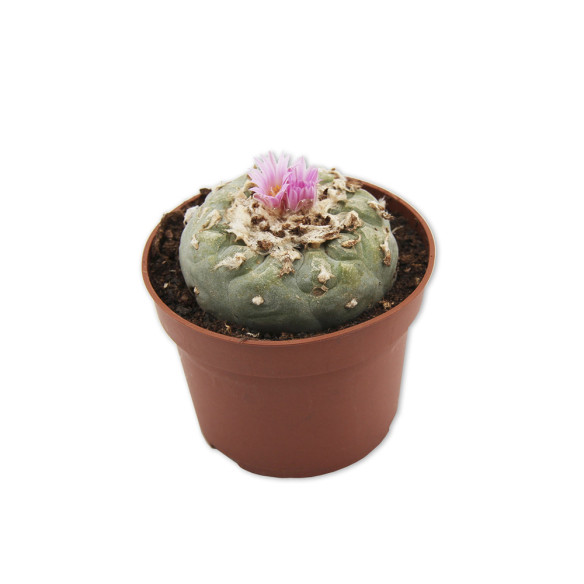 Peyote Lophophora williamsii 7-10 cm  - 1 Peyote Lophophora williamsii 7-10 cm  - 1