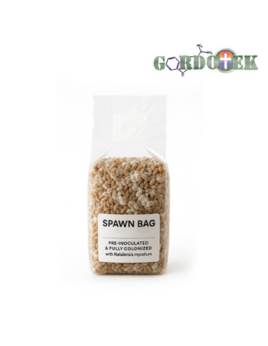 250ml Spawn Bag with Organic Rye Grain - Pre-Inoculated and Fully Colonized with Natalensis Strain - Gordo Isolation