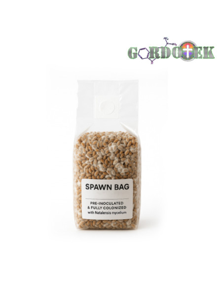 250ml Spawn Bag with Organic Rye Grain - Pre-Inoculated and Fully Colonized with Natalensis Strain - Gordo Isolation