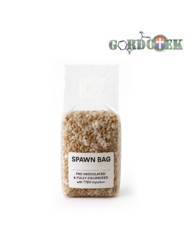 250ml Spawn Bag with Organic Rye Grain - Pre-Inoculated and Fully Colonized with TTBVI Strain - Gordo Isolation