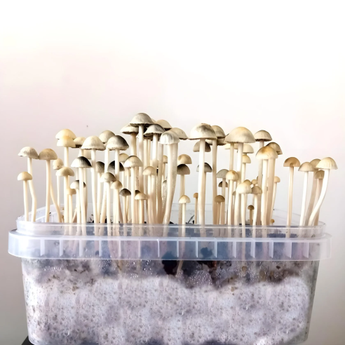 Panaeolus Copelandia Cyanescens Hawaiian Growkit Mycotek - 2