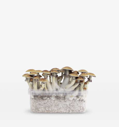 Deluxe Winter Pack 2 growboxes  - 3