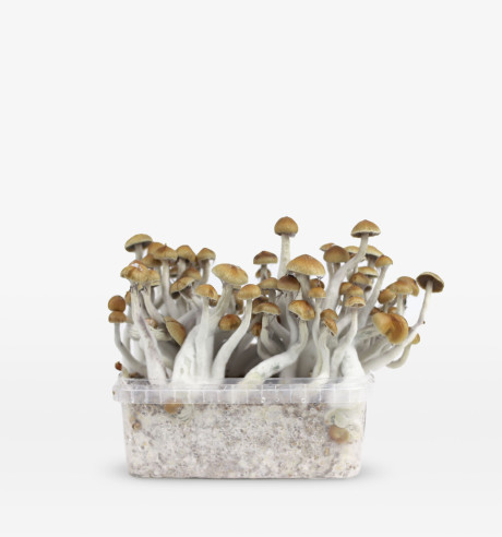 Deluxe Winter Pack 6 growboxes  - 2