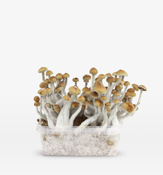 Deluxe Winter Pack 6 growboxes  - 6