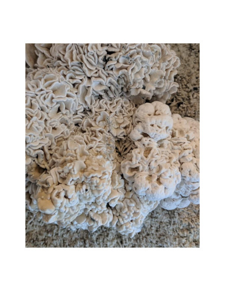 Psilocybe Cubensis - Enigma - California Tidal Wave - Mycotek Liquid Culture Syringe  - 3 Psilocybe Cubensis - Enigma - California Tidal Wave - Mycotek Liquid Culture Syringe  - 3