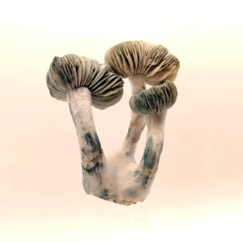 Psilocybe Cubensis - Jack Frost - Mycotek Liquid Culture Syringe  - 2