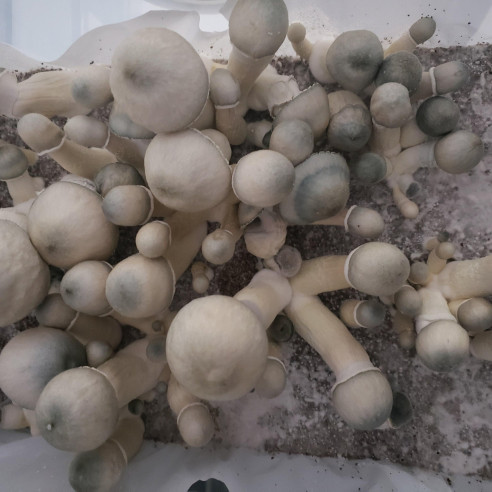 Psilocybe Cubensis - White Rabbit - Mycotek Liquid Culture Syringe  - 2