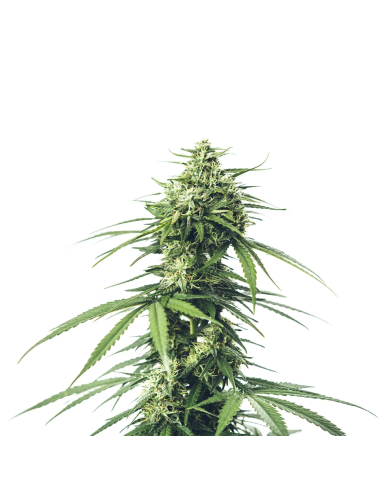 Just Seeds - Saparot Skunk [FEM]