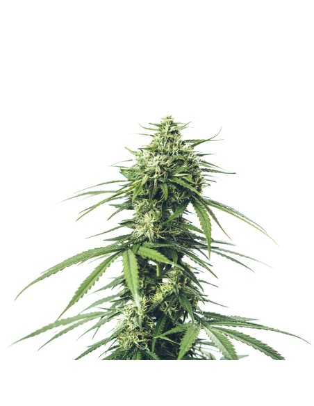 Just Seeds - Saparot Skunk [FEM]