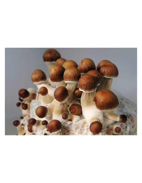 Psilocybe Cubensis - Penis Envy - Mycotek Liquid Culture Syringe  - 2 Psilocybe Cubensis - Penis Envy - Mycotek Liquid Culture Syringe  - 2