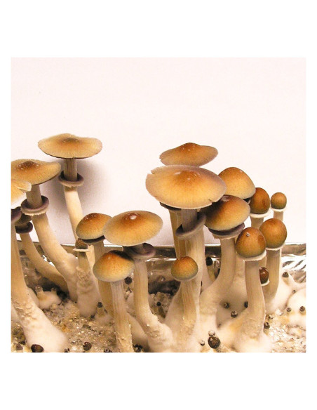 Psilocybe Cubensis - Hawaii - Mycotek Liquid Culture Syringe  - 2 Psilocybe Cubensis - Hawaii - Mycotek Liquid Culture Syringe  - 2