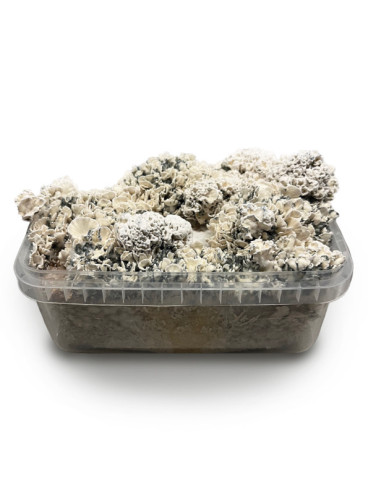 Enigma - Growkit 100% Mycelium  - 1