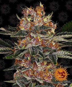 Purple Punch Auto - Barney's Farm Barney's Farm - 1